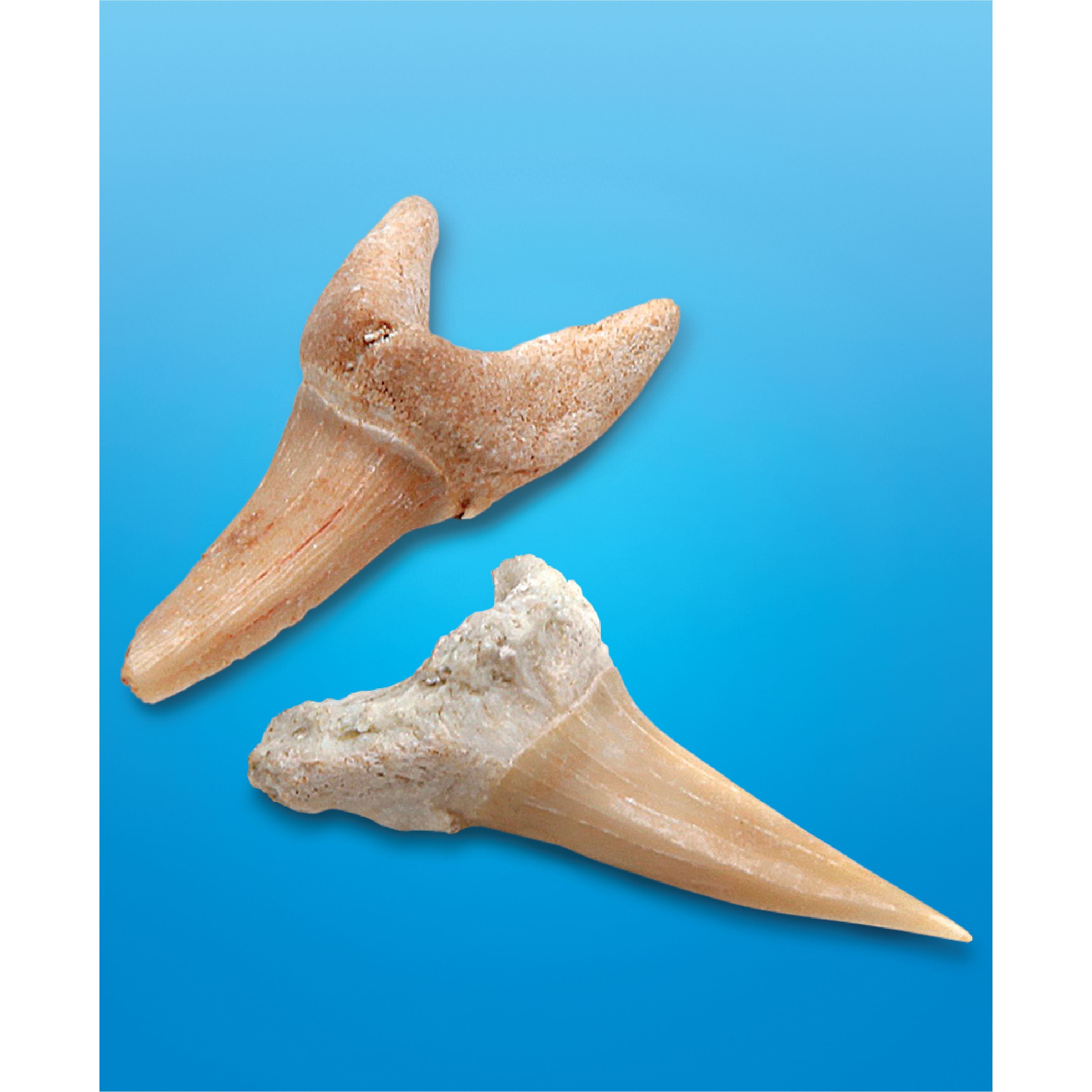 Discovery Mindblown Shark Teeth Unearthed Excavation Kit