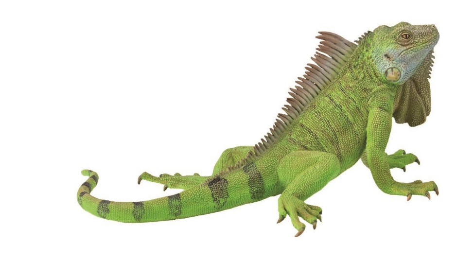 Collecta Iguana (Grey)