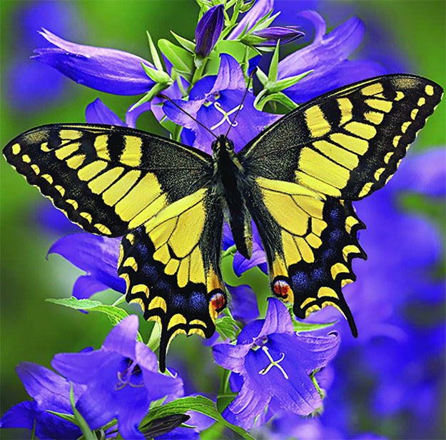 Diamond Art Butterfly 30cm X 30cm