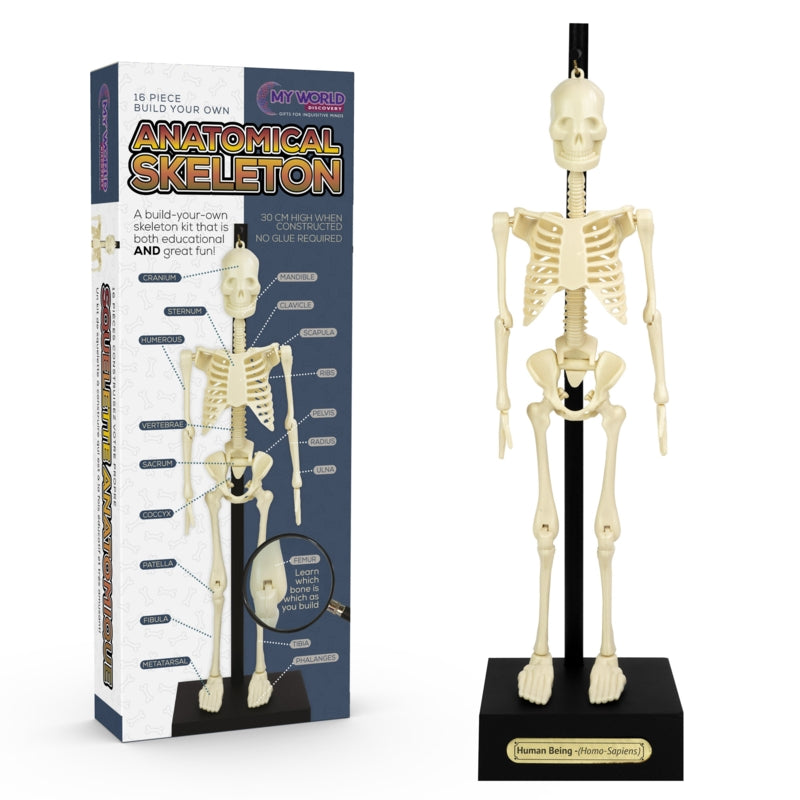 Funtime My World Discovery Build Your Own Anatomical Skeleton