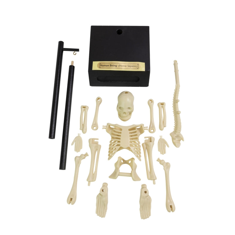 Funtime My World Discovery Build Your Own Anatomical Skeleton
