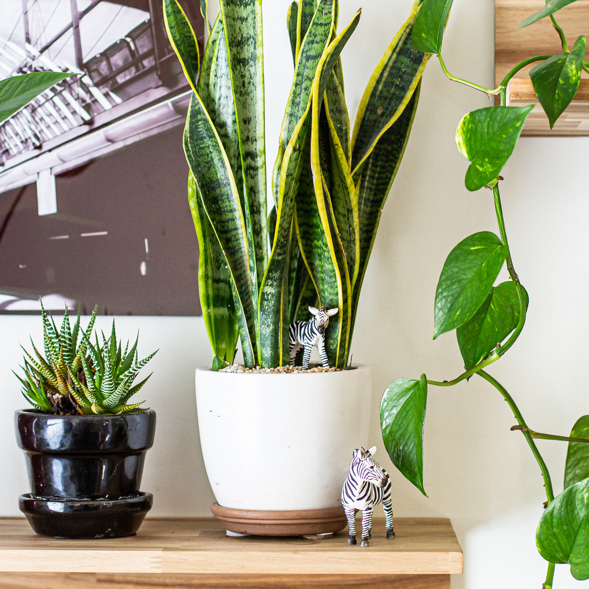 Schleich Zebra Foal - Toyworld NZ