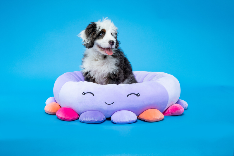 Squishmallows Pet Bed Beula Octopus 24 Inch Med